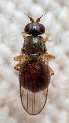 Réf. 325 345 : Oscinella pubescens